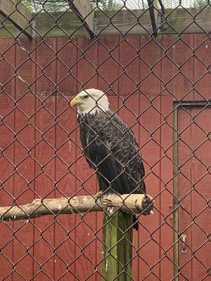 Renshaw, the majestic resident Bald Eagle