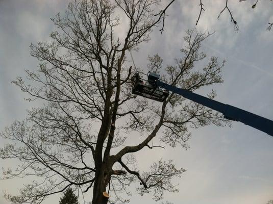 Tree Service, our team can utilize both cranes and bucket trucks