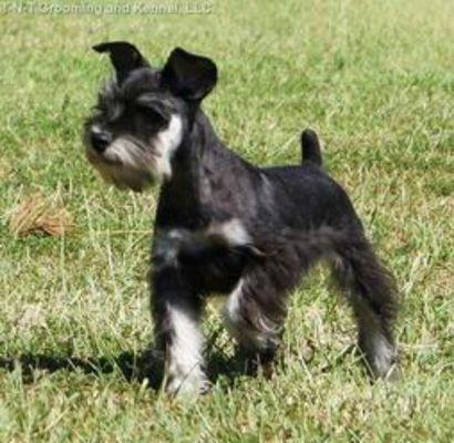 'Gunny', our black and silver stud.  He has thrown some of the prettiest puppies we have had here!