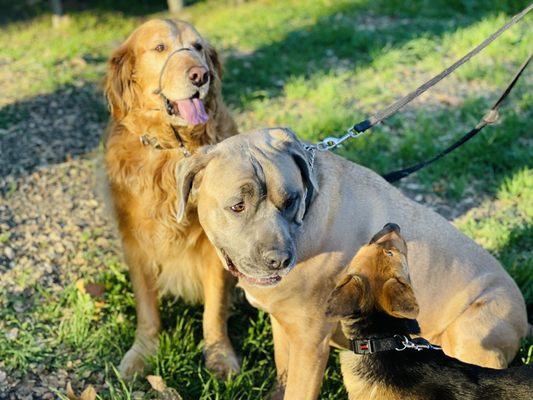 Our pups and a foster pup.