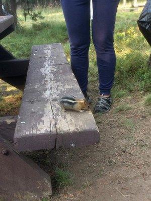 Good sized little chipmunk.