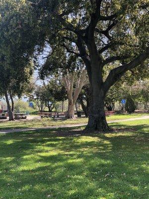 Trees and tabled seating