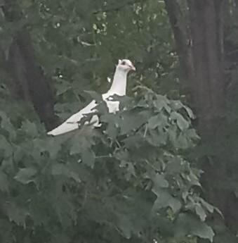 One of her sons said that's mommy watchThe Dove flew out of the basket and watched us for a while when my daughter favorite song was played.