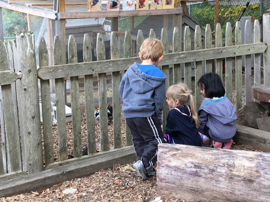 Looking at our chickens.