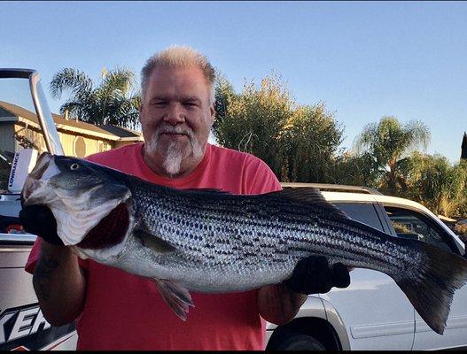 34"-21lb. Striper caught 11/14/2020 somewhere in the Delta launching out of Stockton using delta caught crappie.