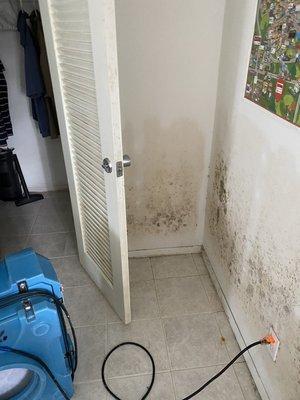 Mold can quickly grow in homes and businesses after water damage