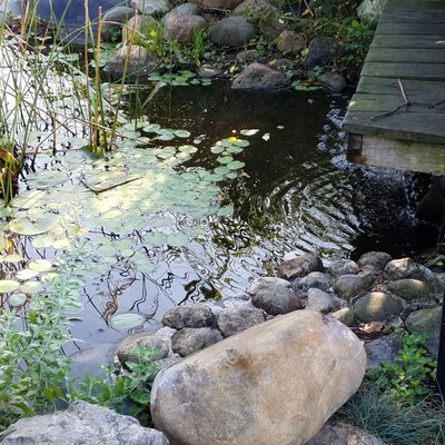 flowing koi pond water