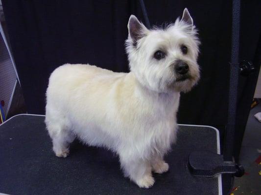 Bubba the Cairn Terrier, so handsome!