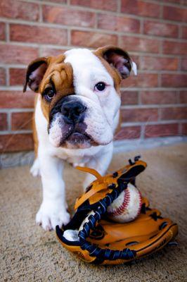 Bulldog puppy