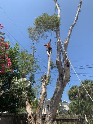 Lead arborist continuing removal.