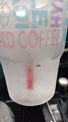 Dead roach in the cup ice