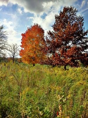 Fall at the Park