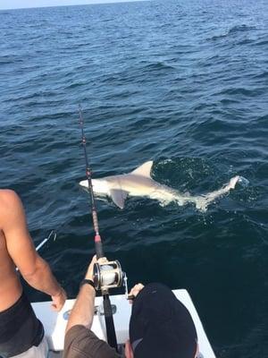 Shark fishing with Brag and release fishing charters.