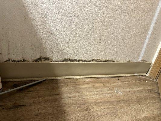 Mold on the wall on the baseboard in the bedroom area