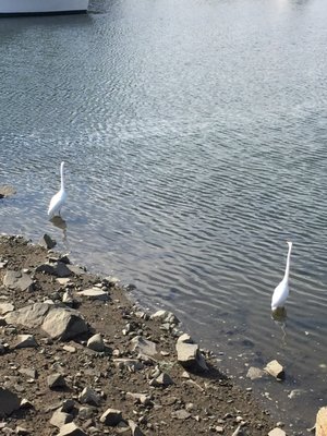 Great Egrets