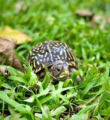 One of our permanent residents, a box turtle, used for educational events