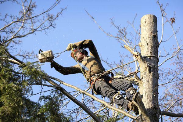 Ax Men Tree Service- Darien NY