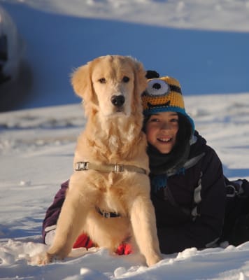 Prince the Golden Retriever puppy and his sister make a lovely family photo. There's nothing better than a snow day with sunshine!