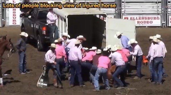 Again blocking view of mortally injured horse as they load it to be hauled away. Moronic and cruel losers.