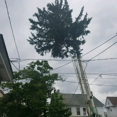 Mac Adoo pa. Residential clients spruce tree as we remove it using a 40 ton crane. You are seeing its 4000 pound top being lifted.....