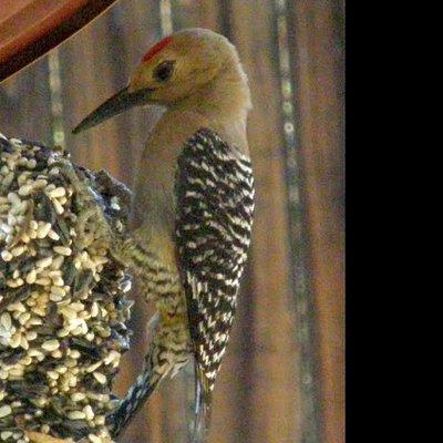 Male Gila woodpecker