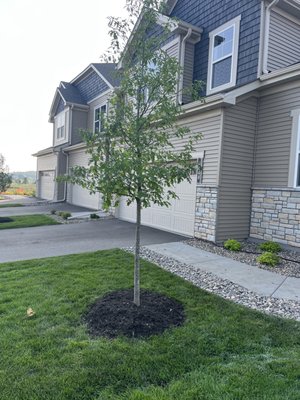 Oak tree planted within inches of the house and sidewalk which i a BIG NO!   ARE YOU EVEN LANDSCAPERS!?!?