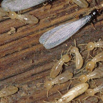 Worker termites and swarmer termites