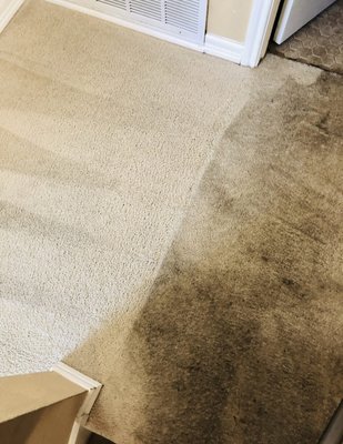 Hudson Rug Cleaning