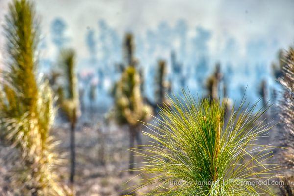 Environmental Controlled Burn assignment, captured for industrial and promotional marketing in Louisiana of long leaf pine preservation.