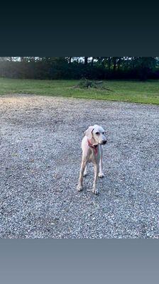 Standard poodle Bailey.. can't even tell he's a poodle now