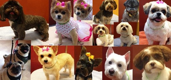 Puppy Kutz Grooming Salon