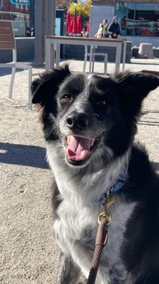 Happy Puppy after getting a good check up!