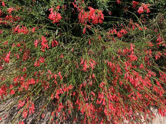 Russelia equisetiformis, the fountainbush,[1] firecracker plant, coral plant, coral fountain, coralblow or fountain plant, ...