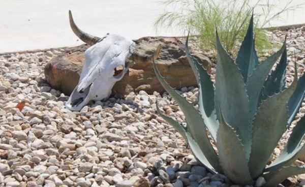 Native Texas Landscaping