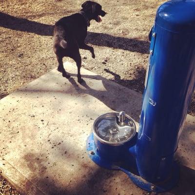 Doggy water fountain!