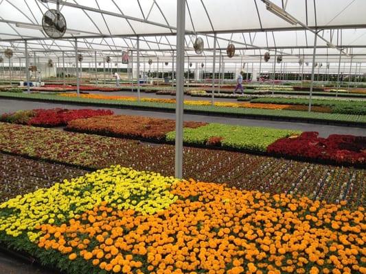 Just one of the MANY greenhouses they have at County Farm Plant Company.