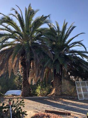 Trimming Two Canary Palm Trees and Giving Them The Pineapple Shape