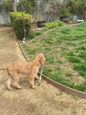 The puppy helping collect the old sprinklers.