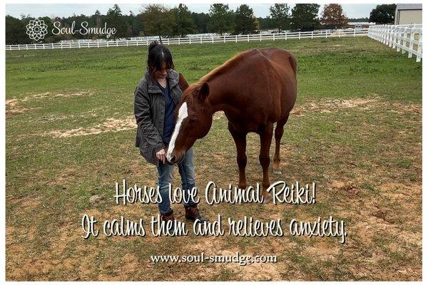 Sheryl giving "Cash" his Reiki session.
  
 All animals love Reiki, but horses especially love it!