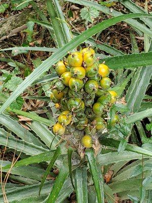 Bromelia pinguin