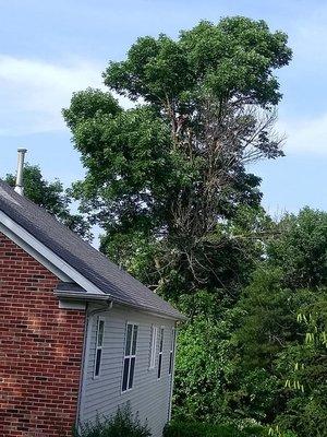 Large ash tree. Previously been cabled and damage had occurred to tree.