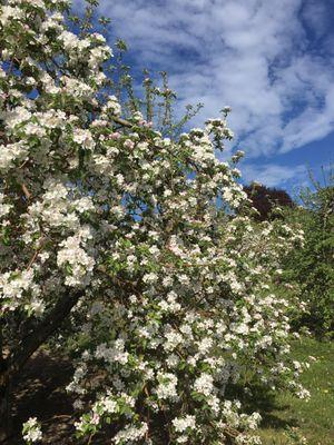 Not from Lagnoer Farms, but from nearby apple orchards