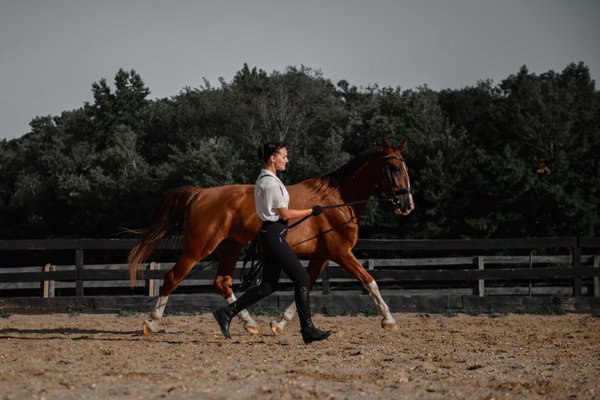 A happy boarder training her young warmblood