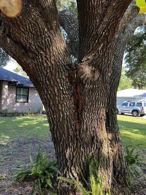 Tree Work By Mitch Drake & Sons