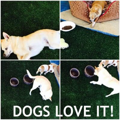 Dogs Love our Artificial Grass. Dog Friendly Turf