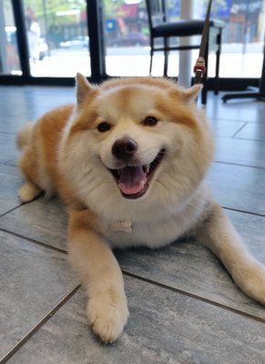 Loki the Pomsky came in to see Dr. Andino