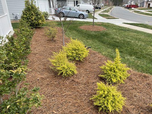 Front yard pine straw