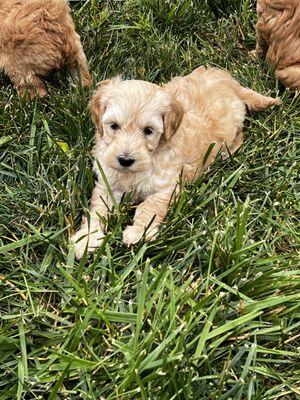 Golden Doodle