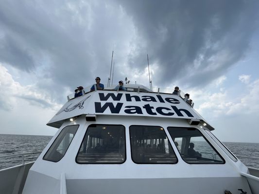 Staff up top looking for whales, dolphins and any other sea life.