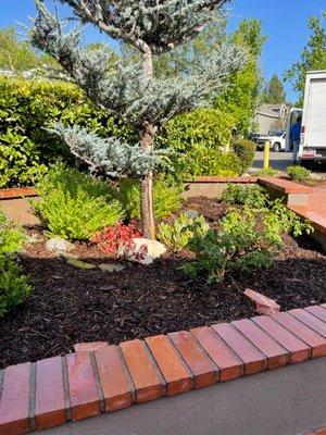 Low maintenance planting